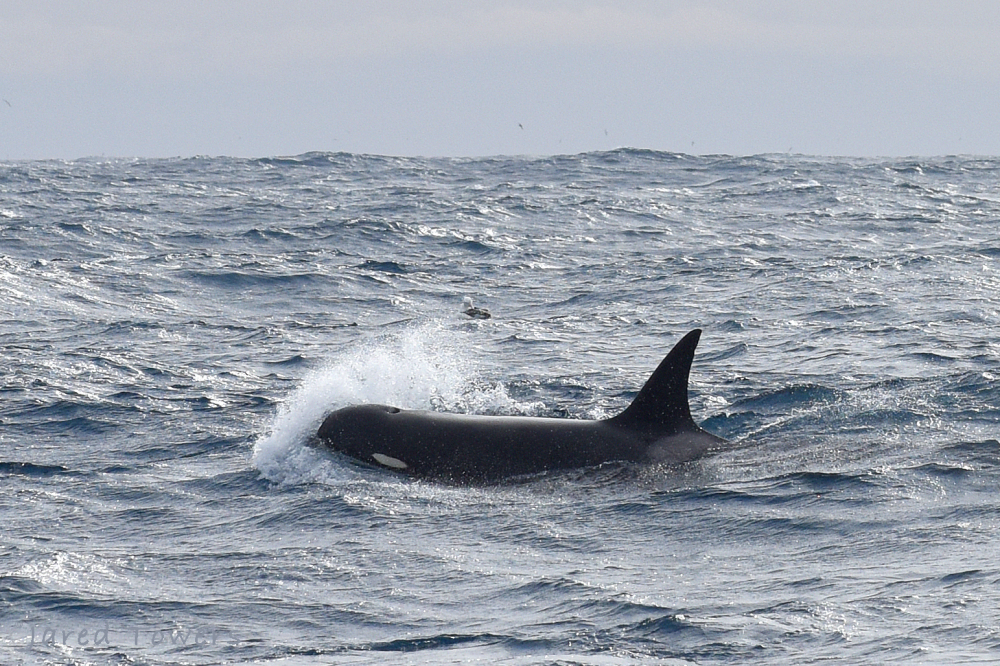 orca with sharp fin an small white eye patch